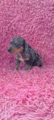 Lindos filhotes de dachshund disponível (teckel, salsicha)