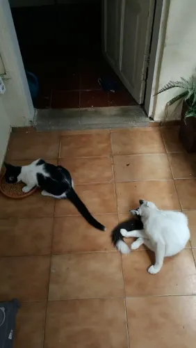 Dois gatos para adoção 