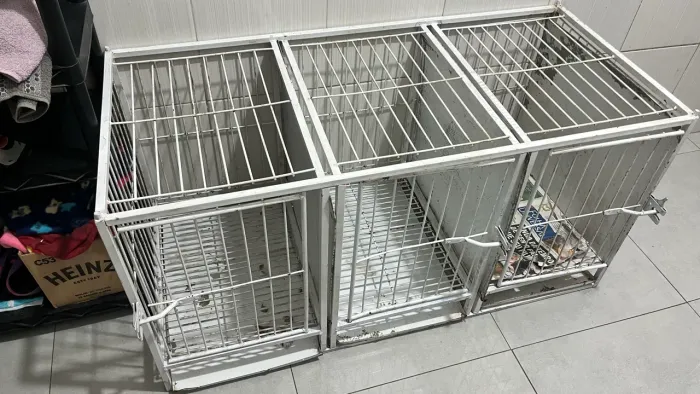 Canil para banho e tosa