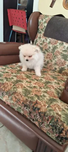 Filhotes Fêmeas de Lulu da Pomerania