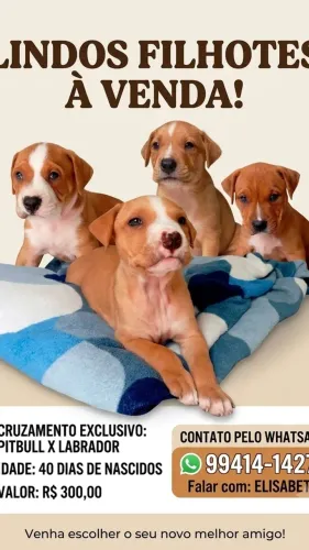 Pets 