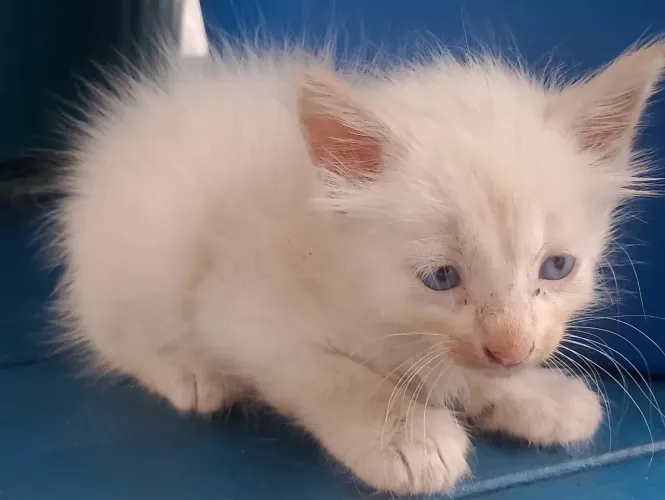 Gatinhos para adoção responsável
