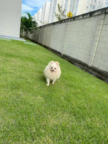 Lulu da Pomerânia pra venda