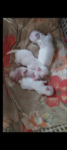 Cachorro