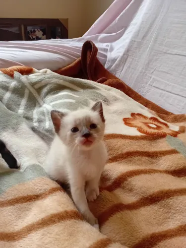 Gatinhos