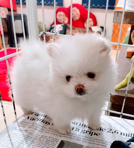 Spitz anão (luluzinhos)CBKC