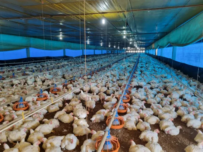 Granja em atividade faturando