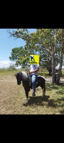 Pônei, piquira