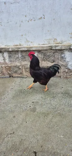 Galo Rhode Island Red