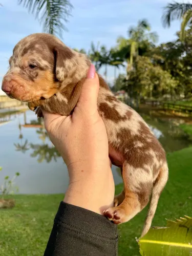 Lindos filhotes dachshund para venda