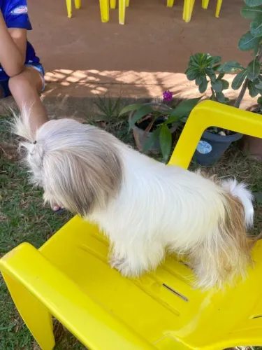 Shitzu fêmea 7 meses disponível linda