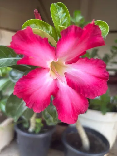 Rosas do Deserto