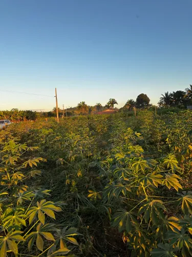 ? Área Plana a Apenas 11 km da Havan - Excelente Localização!