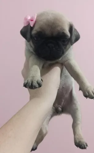 Pug fêmea