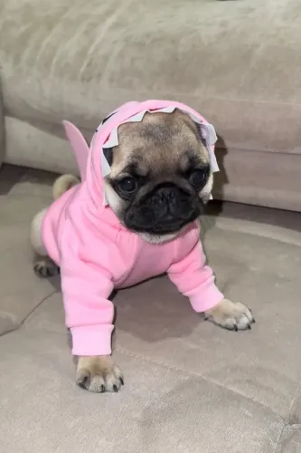 Filhote de pug fêmea legítimas muito pequenas e gordinhas 