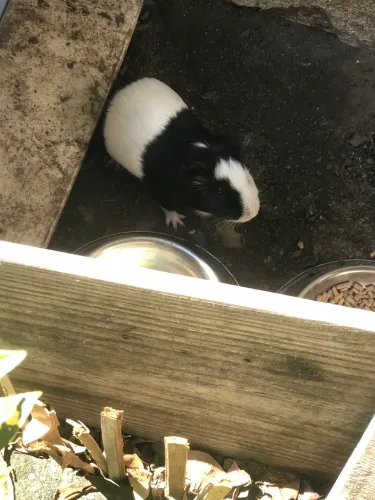 Vendo porquinha da Índia