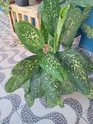 Plantas comigo ninguém pode 