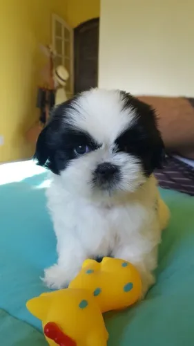 Bebezinho shih tzu/shitzu brincalhão e saudável com saúde em dia