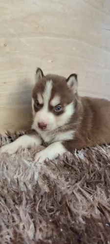 ? Filhotes de Husky Siberiano | Charme, Inteligência e Muito Carinho