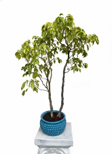 Bonsai Ficus Variegata 