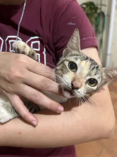 Gato tricolor