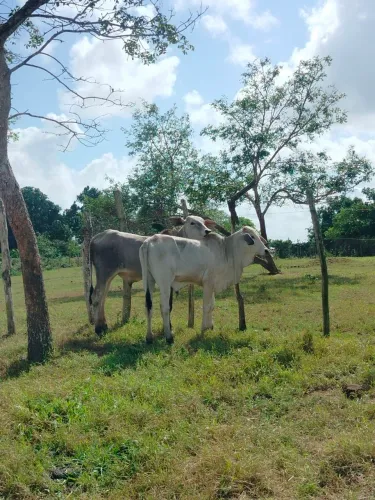 Vendo 2 bezerro