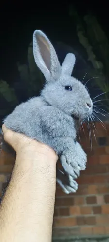 Coelhos mestiço nova Zelândia/Flanders 
