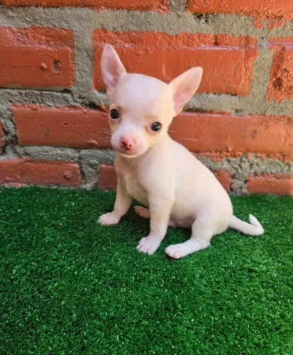 Filhote de Chihuahua macho pelo curto