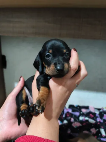 Salsichinha/ daschsund