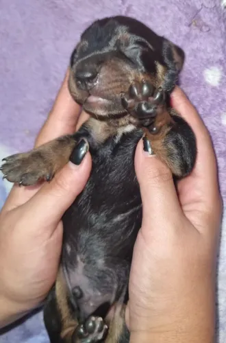 Dachshund/cofap/teckel/salsichinha