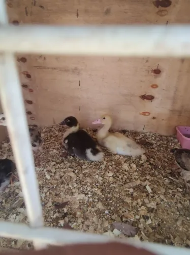 Filhotes de pato ?
