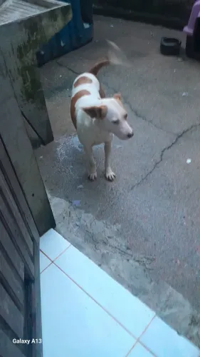 Cachorrinha linda doação e castrada