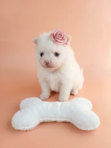 Spitz Pequena e Encantadora