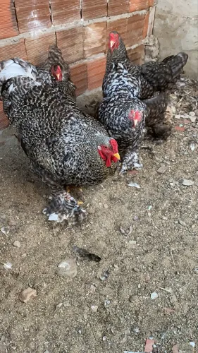 Dúzia de Ovos Brahma