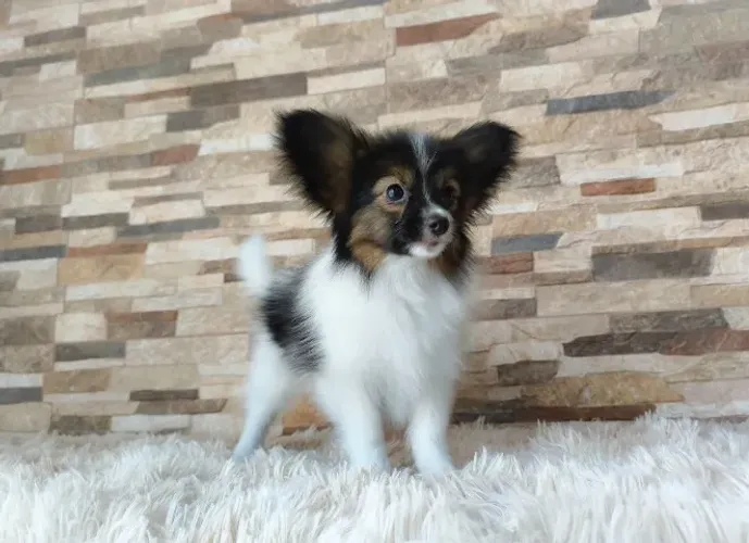 Filhotes de Papillon maravilhosos