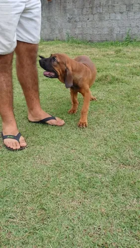 Fila Brasileiro