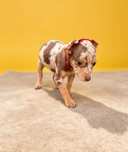 Pinscher Exótico Encantador