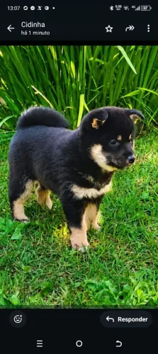 Lindos filhotes de shiba inu disponível 