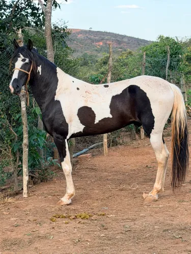 Garanhão pampa de preto cavalo de patrão animal de ótima raça e linhagem 