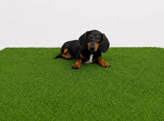 Dachshund Filhotes Salsicha Legítimo Vacinados Até 12X No Cartão
