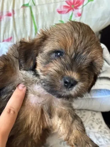 Maltês shitzu peludinhos passo cartão oferta