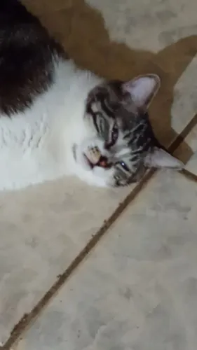 Gato macho castrado 