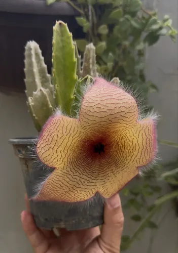 Cacto estrela, Stapellia gigantea