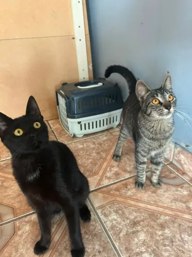 Doações de duas gatinhas