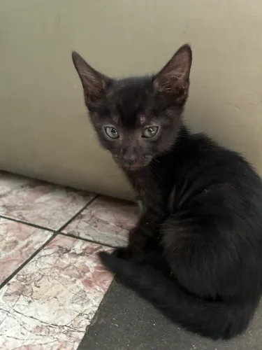 adoção gatinhos