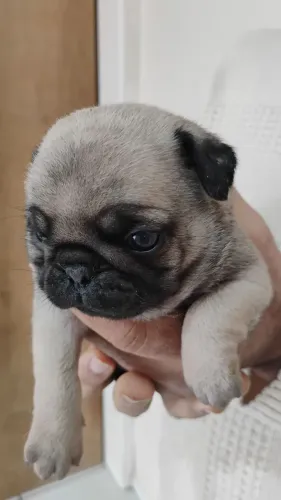 Animais de estimação 