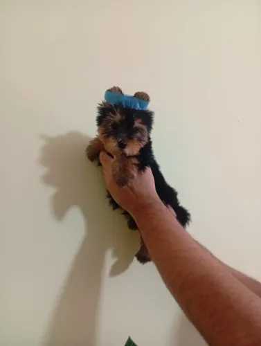 Yorkshire Terrier Encantador