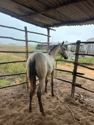 Pordo mestiço de manga larga mando de cabestro