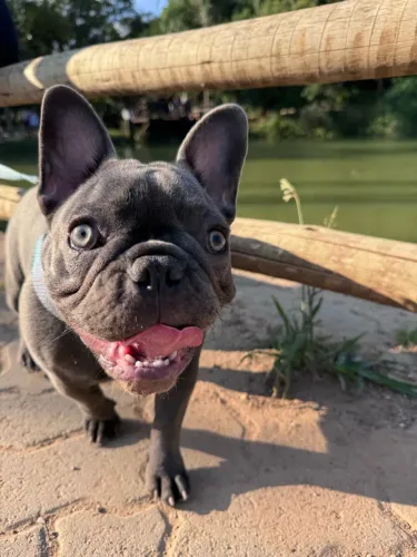 Buldogue francês procura-se um namorado