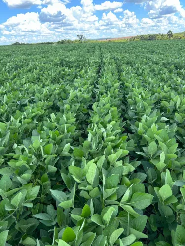 Fazenda a venda em Prata Mg